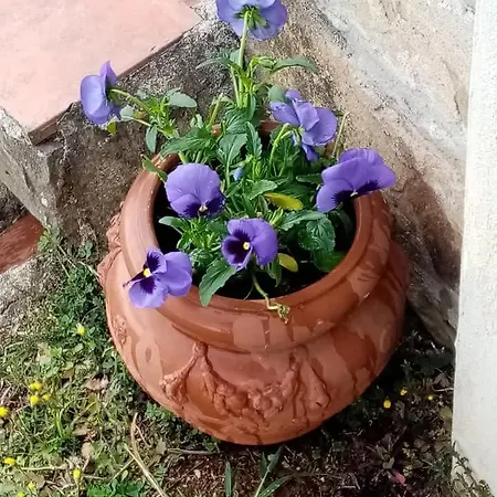 Casa Serena Petrognano (Lucca)